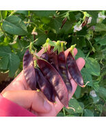 Purple Podded Snow Pea Seeds ing Variety with Purple Pods Rich in Anthoc... - $193.89 MXN