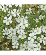 250 Seeds - Babys Breath Seeds (Annual, Heirloom, Open Pollinated, Non-G... - $12.98