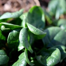 USA Seller Winter Giant Spinach 100 Garden Seeds Garden Microgreens Open Pollina - £12.46 GBP