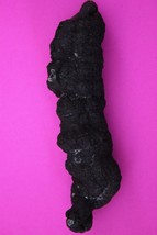 Giant Lizard Poop 5 Million Years Old Coprolite Genuine Fossil Dino Girl... - $29.99