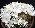 Lithops karasmontana, living stone cactus seed 15 SEEDS - $17.98