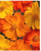 ArfanJaya Cosmos  Bright Lights Flower Seeds - £6.55 GBP