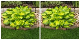 1 Division Size Starter Plant Hosta &#39;Lakeside Banana Bay&#39; - Bare Root - $37.99