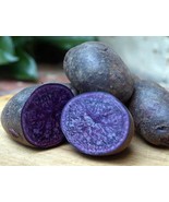 Purple Majesty Sweet Potato Slips - Ipomoea batatas - 2 Slips - $41.01 CAD