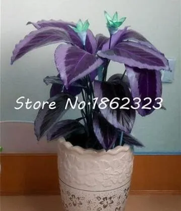 Calathea Seed Foliage Plant calathea plant Couture Flower Indoor or Outdoor - $13.75