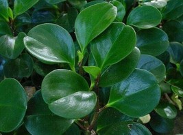 Jade Peperomia obtusifolia  - STARTER Baby Rubber Plant - £23.10 GBP