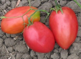 BEST 50 Seeds Easy To Grow Viva Italia Tomato Hybrid Vegetable Fresh Tom... - $10.00
