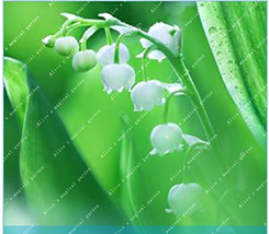 New Fresh 100 Pcs Lily Of The Valley Flower Bell Orchid Rich Aroma Bonsa... - $4.45