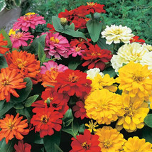 Garden Store 100 Short Stuff Mix Zinnia Seeds FROM USA  - £7.42 GBP