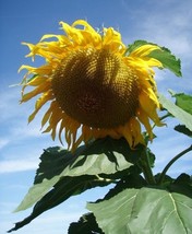20 GIANT Sunflower seeds  - £6.42 GBP