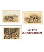 Chromolithographs of Elephant, deer, zebra - 3 antique animal 19th century art - $58.80