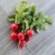 100 Seeds Champion Radish  - £5.92 GBP