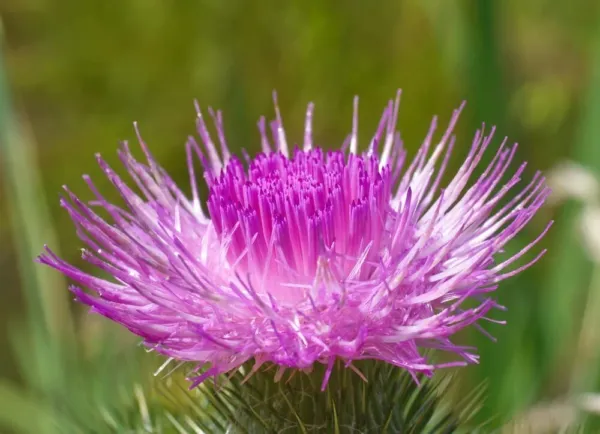 50 Holy Thistle Seeds For Planting Silybum Marianum Blessed Plant Brings Favor U - £12.88 GBP