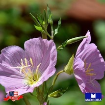 Oenothera 900 Seeds - Showy Evening Primrose Gardening Fresh USA SELLER - £11.58 GBP