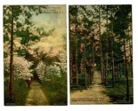 The Southern Pines  Hand Colored Postcard Southern Pines North Carolina  - £14.06 GBP