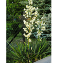 15 Filamentosa Yucca Adams Needle Yucca Seeds - $7.25