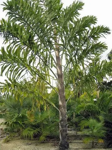 Wallichia Disticha Distichous Fishtail Or Wallich Palm 5 Seeds Garden - £34.62 GBP