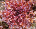 Red Salad Bowl Lettuce Seeds Non-Gmo Variety Sizes - €6,82 EUR