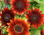 Sunflower Seeds Rouge Royale 25 Seeds Fast Shipping - $7.99