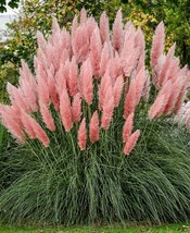 20 SEEDS Imported Pink Pampas Grass Cortaderia selloana - £19.00 GBP