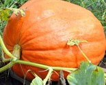 Big Max Pumpkin Seeds 10 Vegetable Garden Avg Weight 50-100 Lbs Seeds - £7.22 GBP