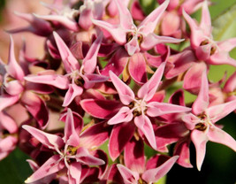 GIB 50 Showy Greek Milkweed Asclepias Speciosa Flower Seeds - £14.38 GBP