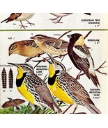 Sparrows Bobolinks Meadowlarks 1966 Color Bird Art Print Nature ADBN1Q - $27.73 CAD