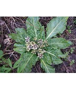 200 Seeds Plant World – Mandragora Officinarum (Mandrake) - $14.97