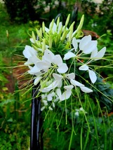 50 Giant White Queen Cleome Spider Reseeding Annual Flower Seeds - £14.12 GBP