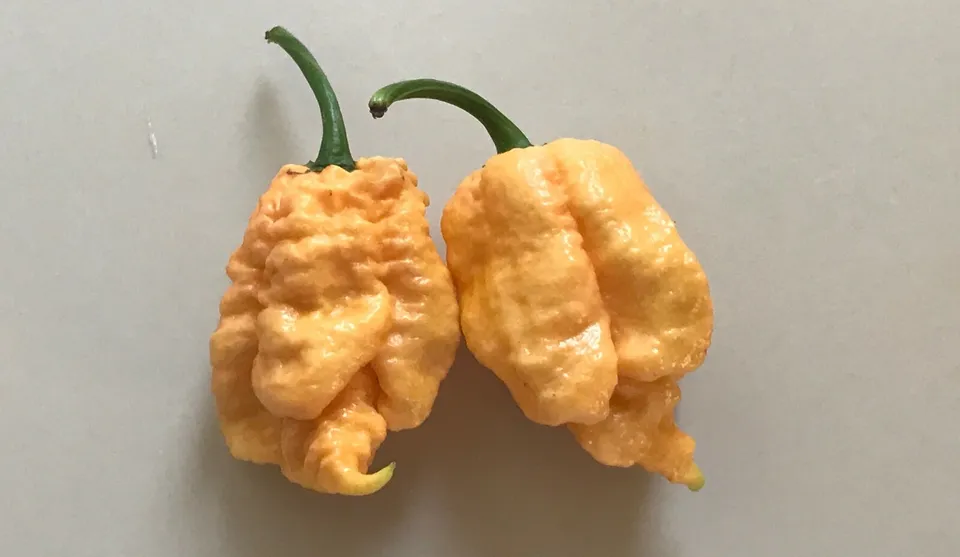  Peach Carolina Reaper Chili Pepper100 Seeds World Record Hot Peppers Vegetables - £8.66 GBP