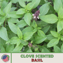 500 Clove Scented Basil Seeds, Ocimum Basilicum, Culinary Herb From US - £7.12 GBP