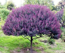 Cootamundra tree Acacia Baileyana Purpurea rare flowering wattle purple 50 seeds - £10.22 GBP