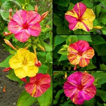 E3755 Heirloom Mix Four O&#39;clock Marvel of Peru 20 mirabilis jalapa seeds, - $10.73