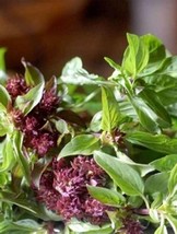 Grow In US Heirloom Licorice Basil seeds Tasty Herb Specialty Asian - £7.32 GBP