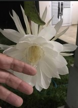 3 Cuts Queen Of Night Epiphyllum White Flower Orchid Cactus Succulents 5... - $364.70 MXN