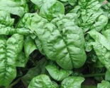 500 Giant Noble Spinach Seeds Non Gmo Noble Spinach Seeds Fast Shipping - £7.22 GBP