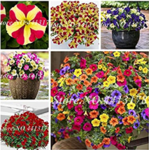 200 Pcs Hanging Petunia Garden Petunia Mixed Color Potted Perennial Flower Plant - $8.49