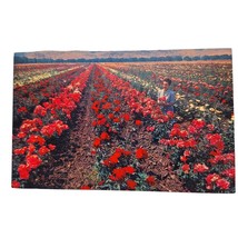 Postcard Rose Beds Flowers Near Los Angeles California Chrome Unposted - £5.42 GBP