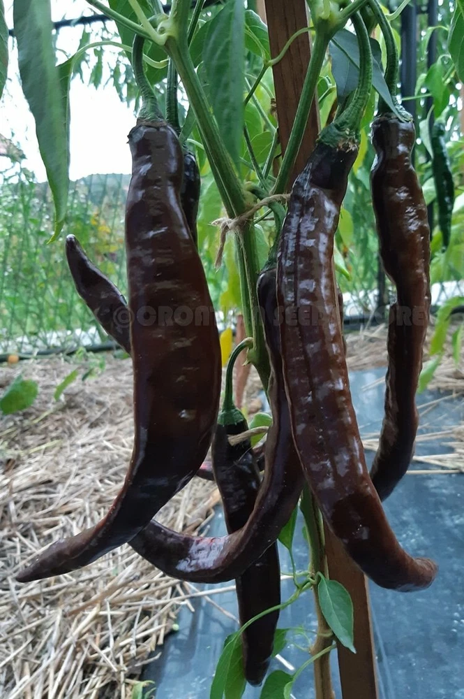 25 Pasilla Bajio Pepper Seeds Non-Gmo - $47.63 MXN
