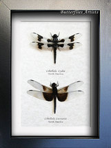 Twelve-spotted Widow Skimmers Libellula Pulchella &amp; Luctuosa Framed Drag... - £87.92 GBP