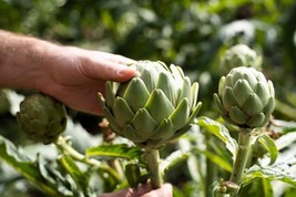 Item image 1 image 1