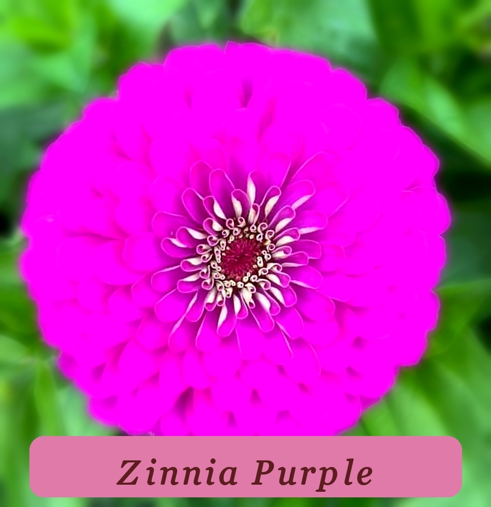 Purple Prince Zinnia Flower Seeds Strong Plant - $10.77