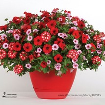 Park&#39;s Glamorous Girl Mixed Garden Paetuni Seeds, Professional Pack, 100 Seeds / - £3.03 GBP