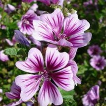 25 Pcs Malva Zebrina Flower Seeds #MNSS - £11.72 GBP