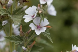 20 Seeds -Marshmallow Plant- Multi-use Plant - Shrub-Pale Pink to White Blossoms - £3.13 GBP