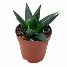 Aloe Aristata, Lace Aloe, Rare Haworthia, 2 inch, Torch Plant - £11.90 GBP