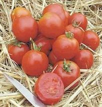 15 Seeds Tomato Predecessors Czechleslovakian Stupices Heirloom Opens Po... - $21.80