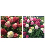 Hydrangea LITTLE LIME PUNCH Starter Plant 2 x 4 Inch Pot Cutback/Dormant - $36.79