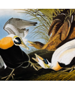 1979 Common Eider Ducks Color Plate Print Audubon Birds Of America Art F15J - $29.99