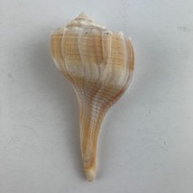 Lightning Whelk Sea Shell 5&quot; Conch Beach Home Decor Nautical - £11.89 GBP